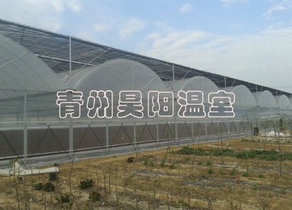 Zhucheng greenhouse in construction