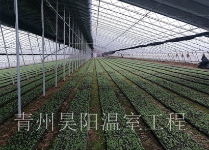 Zhucheng Haotian Pharmacy Stevia Rebaudiana Base