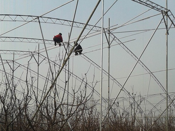 Fruit trees greenhouse